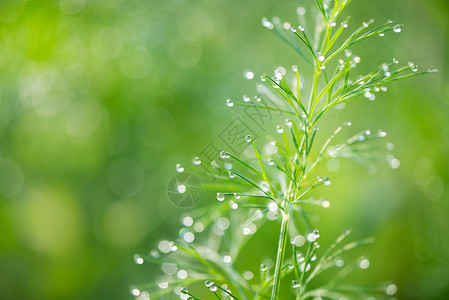 沉淀植物的露水滴落有选择的聚焦点背景图片