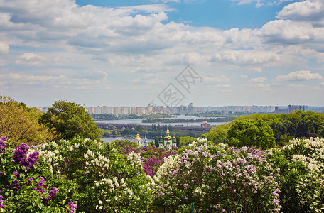 城市公园里盛开的丁香花丛图片