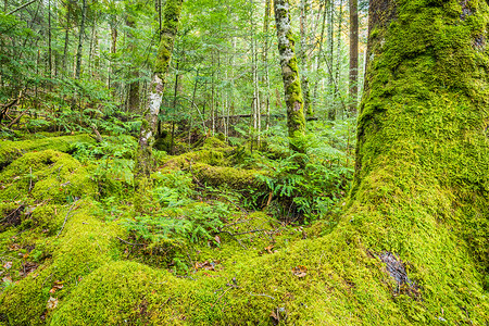 长野县白马之池的绿色苔藓和绿色森林图片