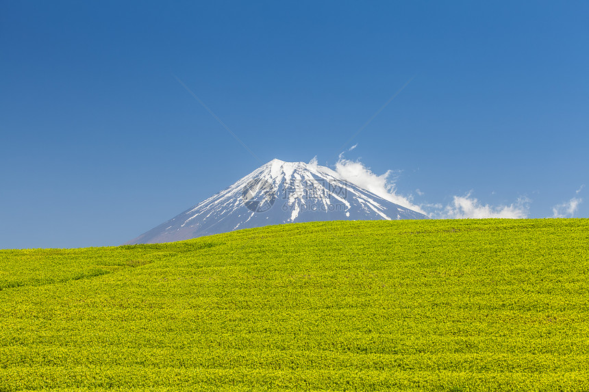 静冈县春天的茶园和富士山图片