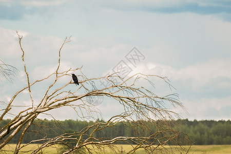 黑乌鸦在一片枯树的枝叶上向着阴图片