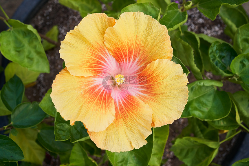 芙蓉花芙蓉是锦葵科开花植物的一个属该图片