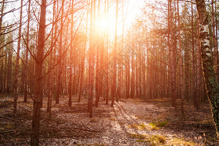 清晨的森林里有一条乡间公路太阳的光线穿过树枝图片