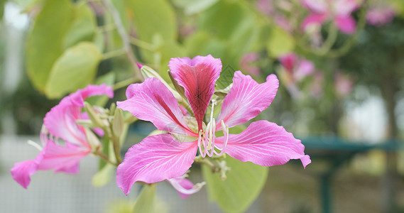 田间粉红紫荆花图片