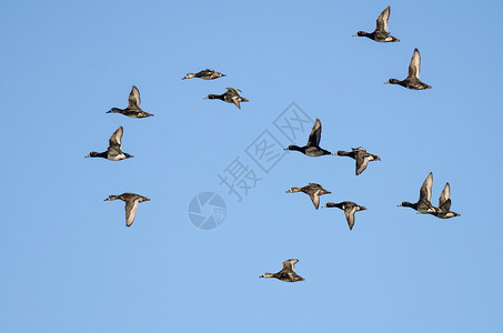 环颈鸭群在蓝天中飞翔图片