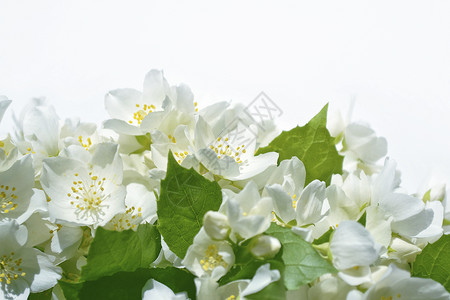 白茉莉枝条娇嫩的春花背景图片