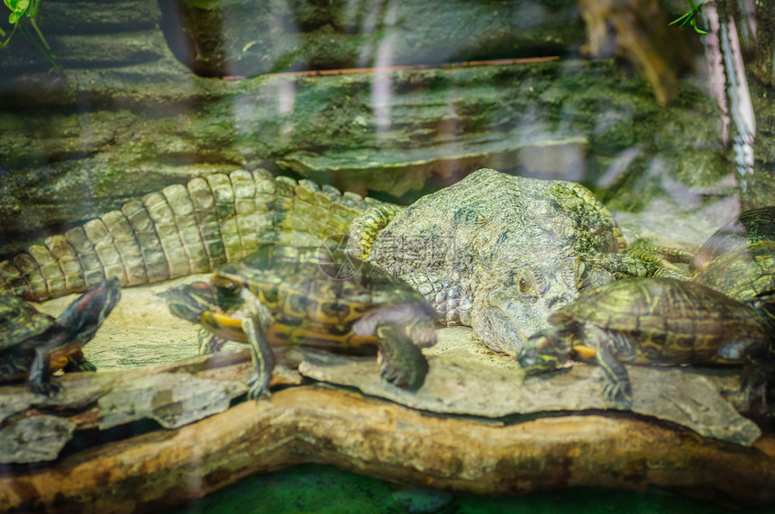 爬虫鳄鱼和海龟在动物图片