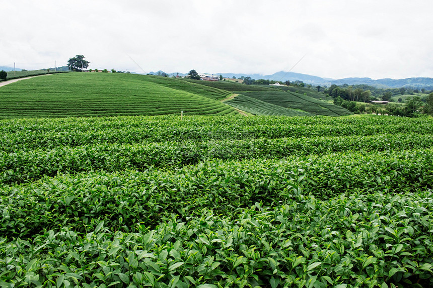 在山坡上种植茶叶绿色图片