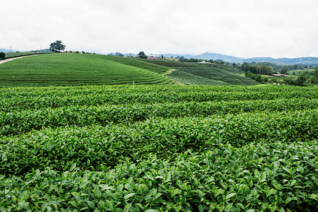 在山坡上种植茶叶绿色图片