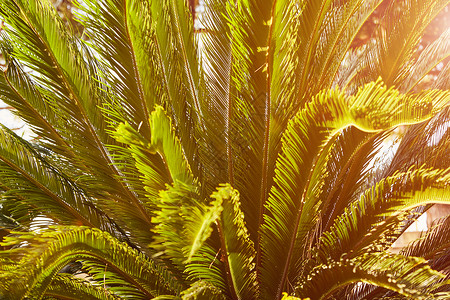 棕榈叶呈柔和的黄光放松假期的心情图片