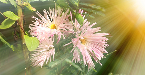 日出时的雏菊洋甘菊花田图片