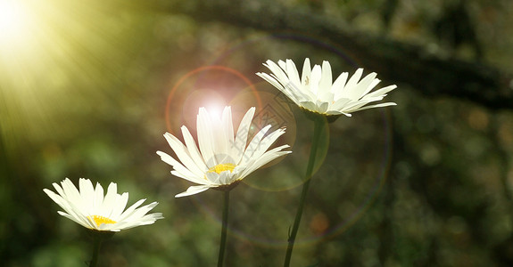 日出时的花朵春天的花朵背景图片