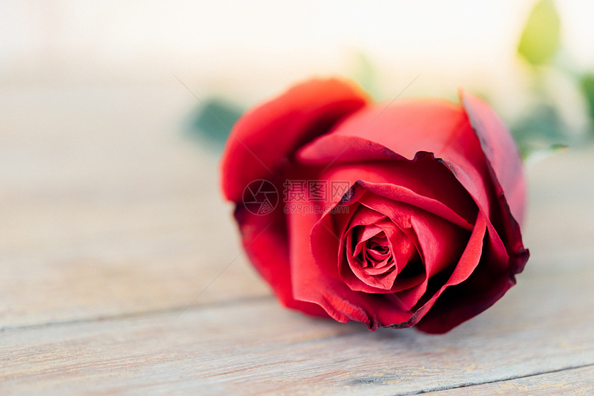 红玫瑰花自然美丽的花朵来自木地板上的花园图片