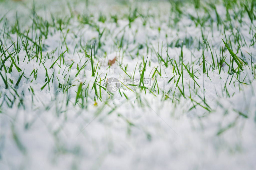 冬季在高尔夫球场的雪上生长图片