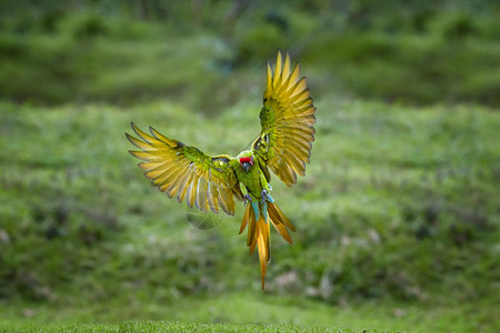绿色和红色的热带森林鹦鹉背景图片