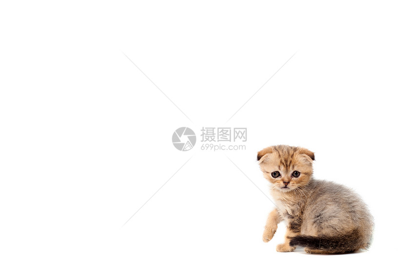 悲伤的非常小的蓬松小猫苏格兰折耳猫在白色孤立的背景上图片