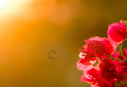 红花朵和布亨加维拉灌木的花瓣对日落的明亮橙色图片