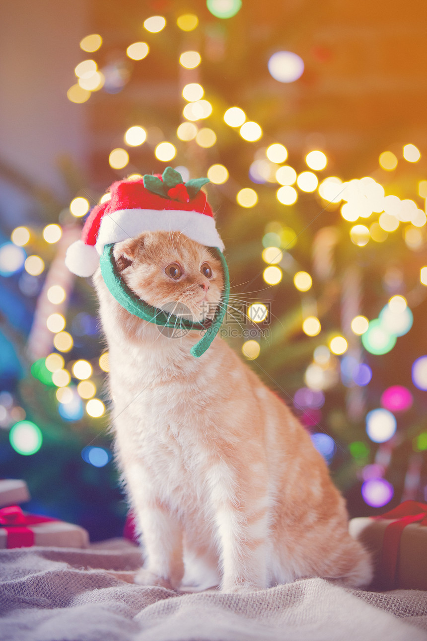 圣诞时穿服装的小猫咪树上装饰图片