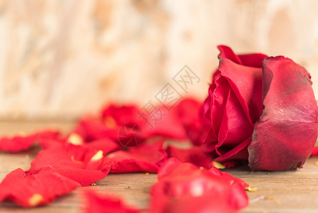 红玫瑰花自然美丽的花朵来自花园和木地板上的红玫瑰花瓣图片