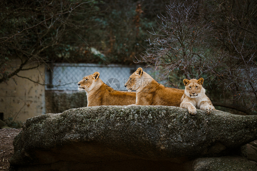 三名非洲红色狮子在寒冷的气候下躺在瑞士巴勒市动物园的一块石头上图片