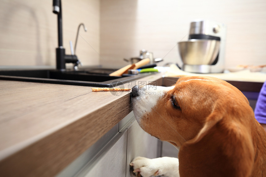 Beagle狗想从桌子上偷好吃的厨房图片