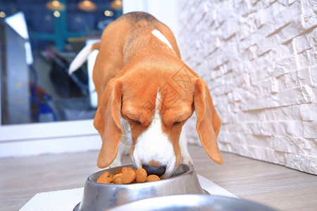 Beagle狗吃钢图片