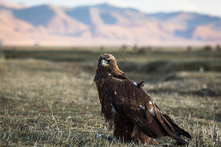 金鹰坐落在蒙古草图片