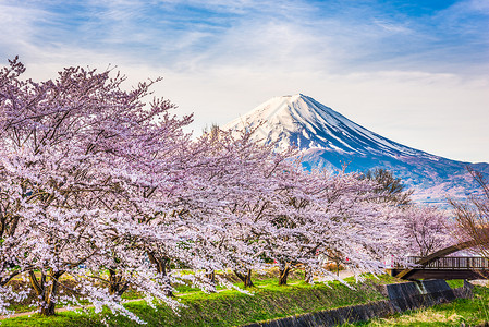 富士山日本春天从河口湖岸边图片