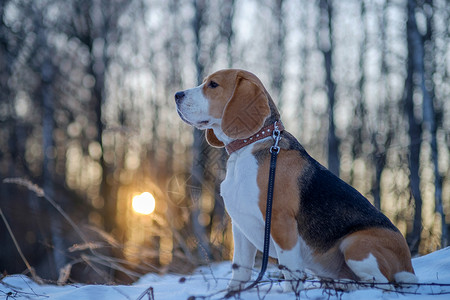 比格犬散步和日落时的冬季森林图片