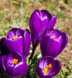 春天自然背景上的紫色花番红花图片