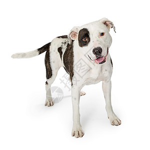 白色皮毛和棕色标记的大横交叉狗在图片