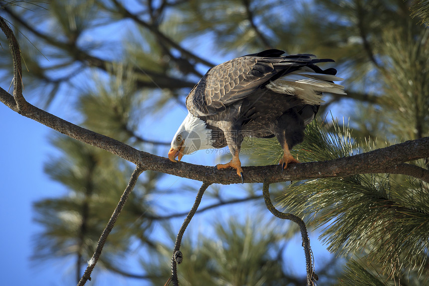 秃鹰在爱达荷州CoeurdAlene附近的树图片
