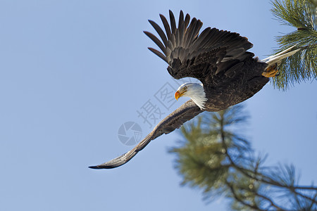 一只警戒鹰从爱达荷州CoeurdAlene附近的图片