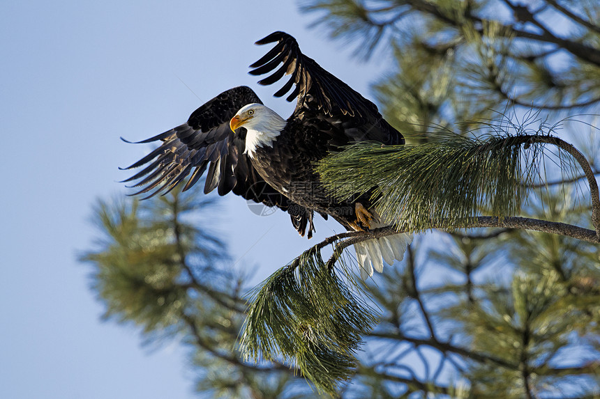 老鹰从树上开始飞行一只警戒鹰从爱达荷州CoeurdAlene附近的图片