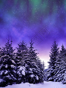 冬季景观中的雪树与北极光的夜空图片