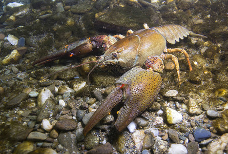 欧洲龙虾Astacus图片
