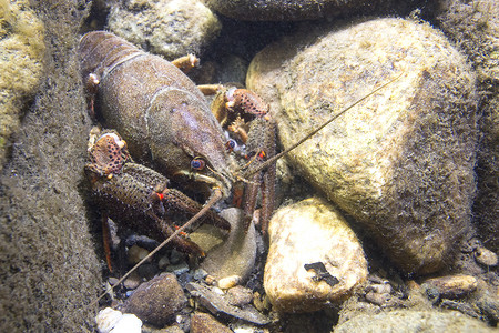 欧洲龙虾Astacus图片