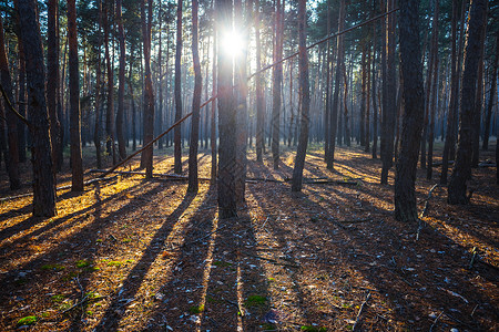 闪耀的阳光穿过松树林图片