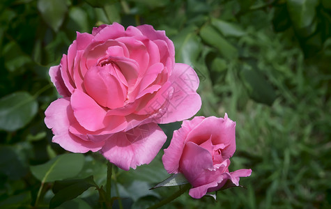 美丽的粉红色花朵茶玫瑰在花园中开花拍图片