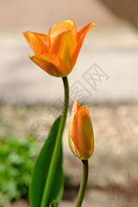 美丽的橙色花朵在图片