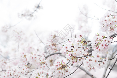 樱花盛开在树枝上被白色隔离图片