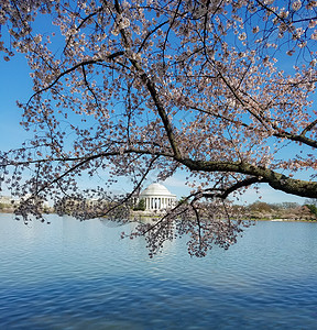 最樱桃花节在美国华盛顿特区樱桃花节期间背景