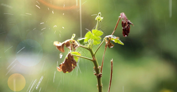 绿光和清晨阳光下着雨水紧地生图片