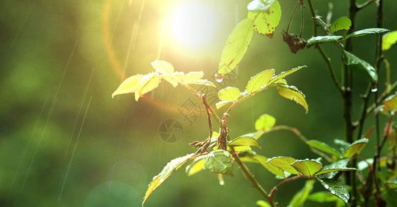 绿叶与水滴在日出时的夏雨图片