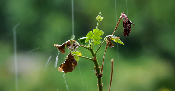 植物生长与雨水滴图片