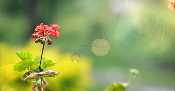 阳光下花园里的红花绿叶背景图片