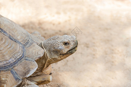 近身的乌龟或非洲刺激乌龟Geochelonesulc图片