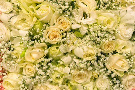 美丽的白色绿玫瑰背景和背景图片