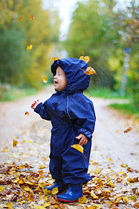 黄色秋天的叶子落在一个蓝图片
