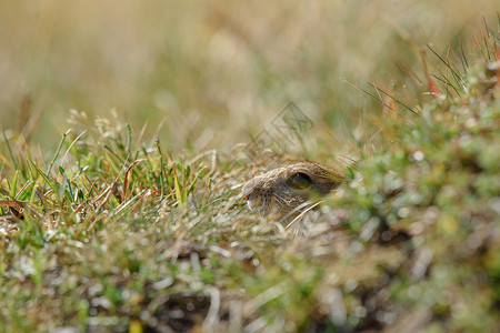 草地上的欧洲地松鼠图片